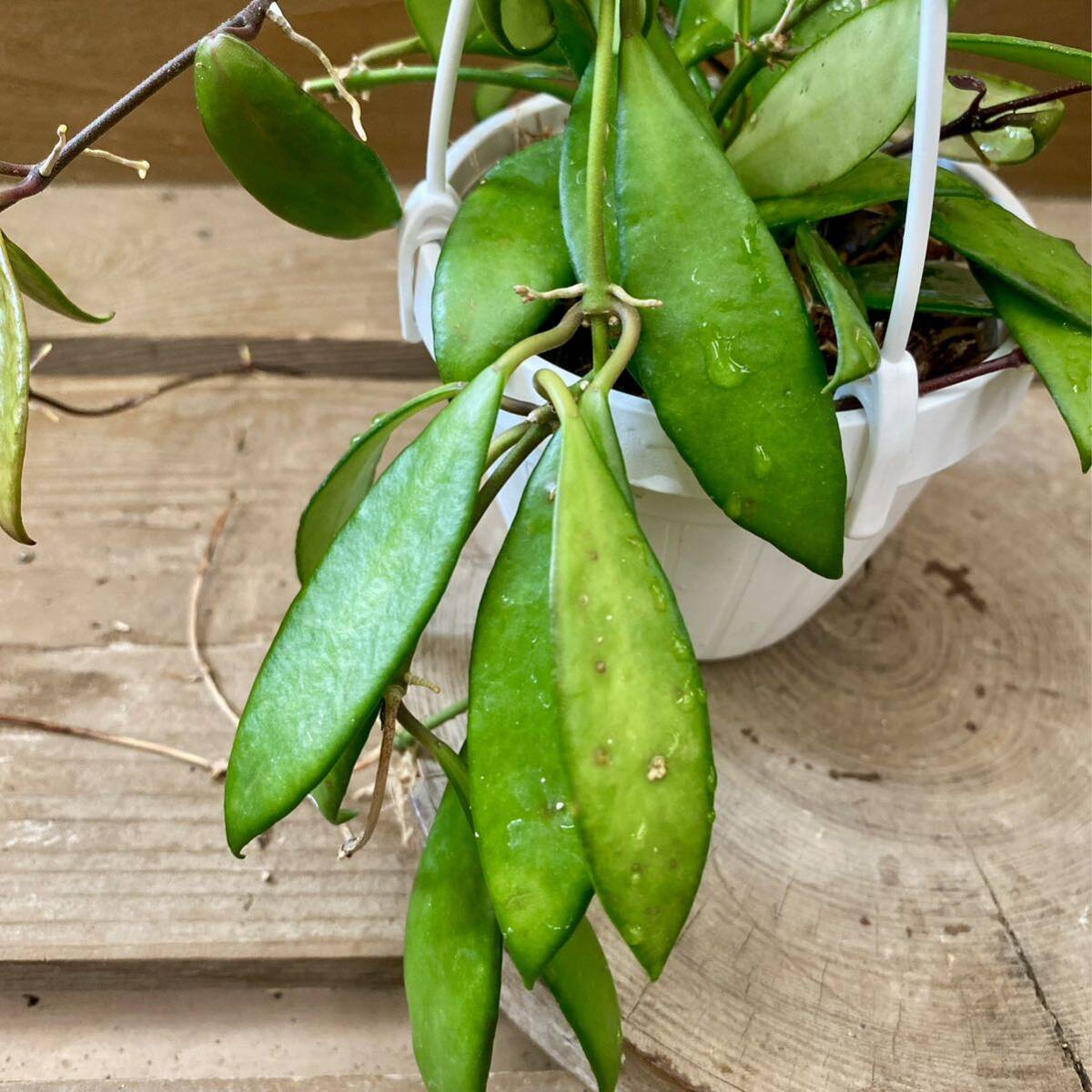 観葉植物 ホヤ サクララン パビフォラ(観葉植物)|売買された 観葉植物 ホヤ サクララン パビフォラ(観葉植物)|売買された