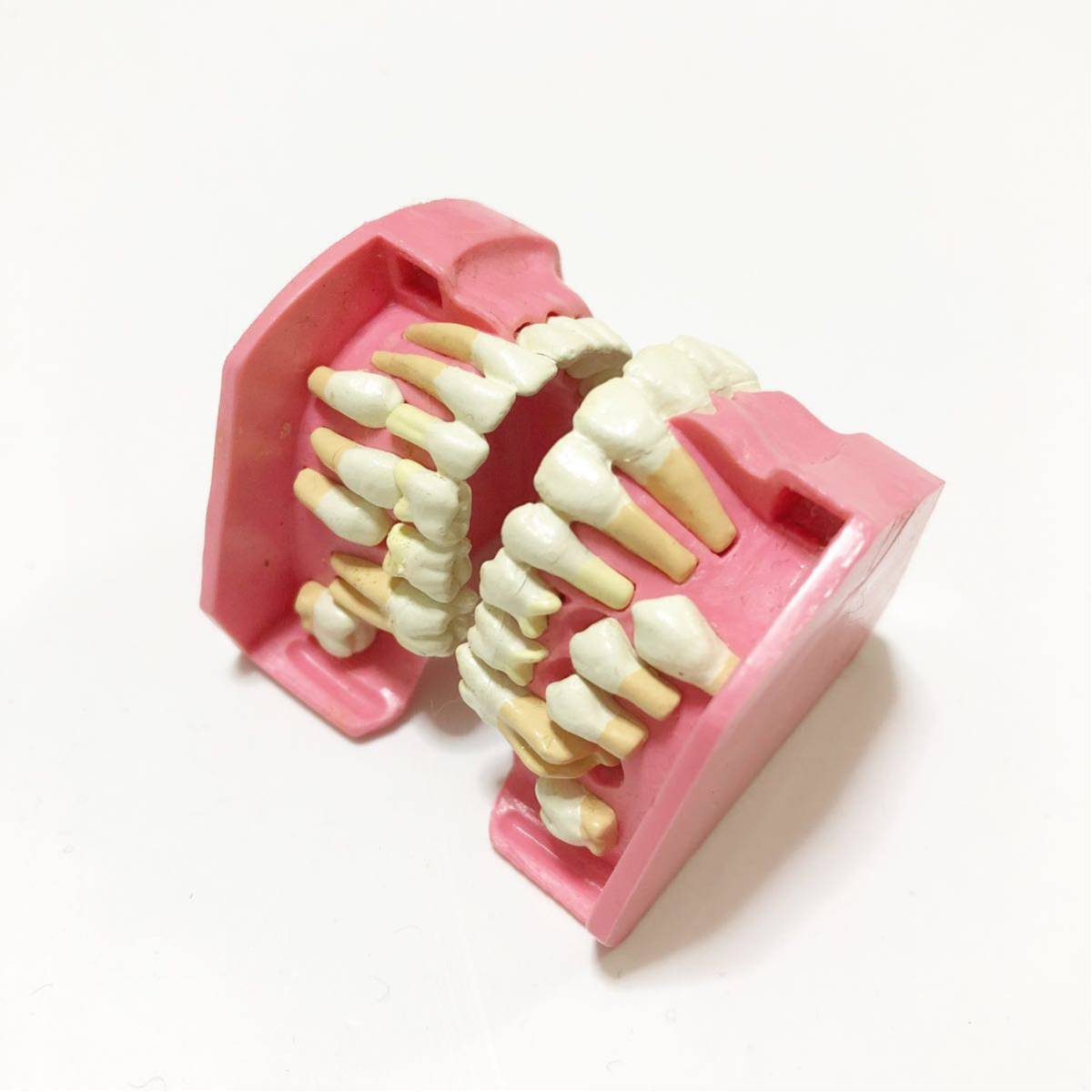 中古通販サイトです 入れ歯のフィギア Artificial Tooth ガチャポン オモチャ Character Figure 上下の歯 プレミアムアウトレット店 Prodomodesign Com Br