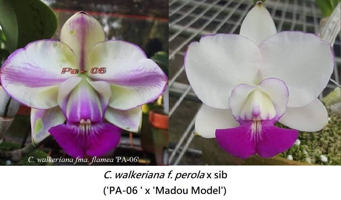 (^。 ^)(216) C. walkeriana f. perola x sib ('PA-06 ' x 'Madou Model')