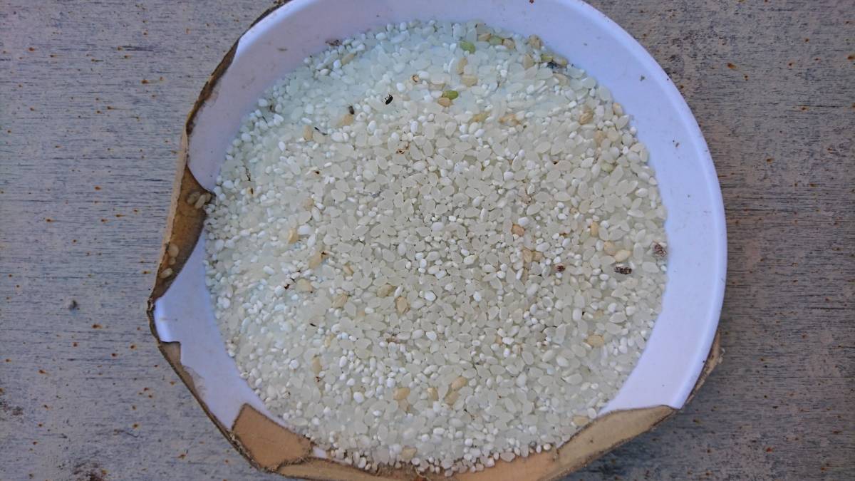 砕米 粉米 くず米 くず白米 鳥 エサ 25Kg(その他)|売買された 砕米 粉米 くず米 くず白米 鳥 エサ 25Kg(その他)|売買された