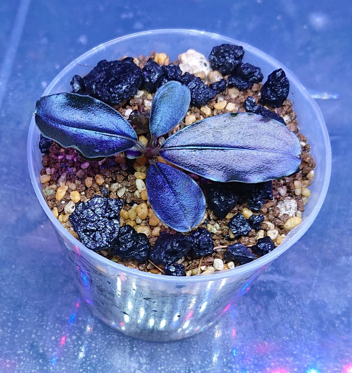 hagi0321さん専用 ブセファランドラブルーメロン、レインボー Bucephalandra sp. Blue Melon ブセファランドラ ブルーメロン