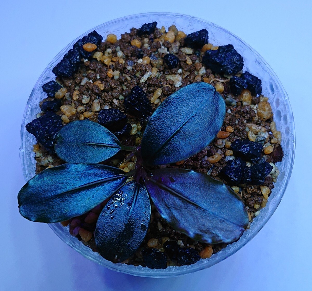 Bucephalandra sp. Blue Melon ブセファランドラ ブルーメロン