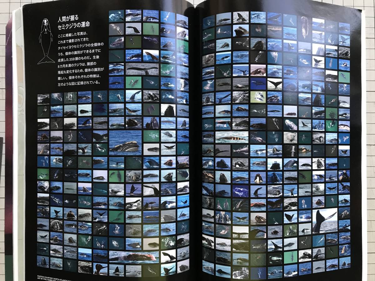 『NATIONAL GEOGRAPHIC 日本版 2008年7～12月号6冊セット』山火事・ペルシャ・ゾウの家族・アルティプラノ・照明の海・ウォレス 他 04887_画像10