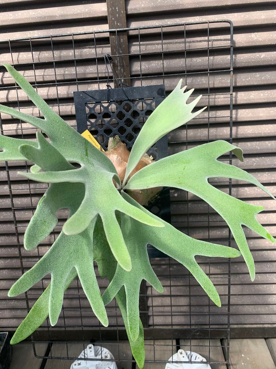 P. Willinckii Celso Tatsuta 【110】ウィリンキー セルソ P. Willinckii Celso Tatsuta 【110】ウィリンキー セルソ