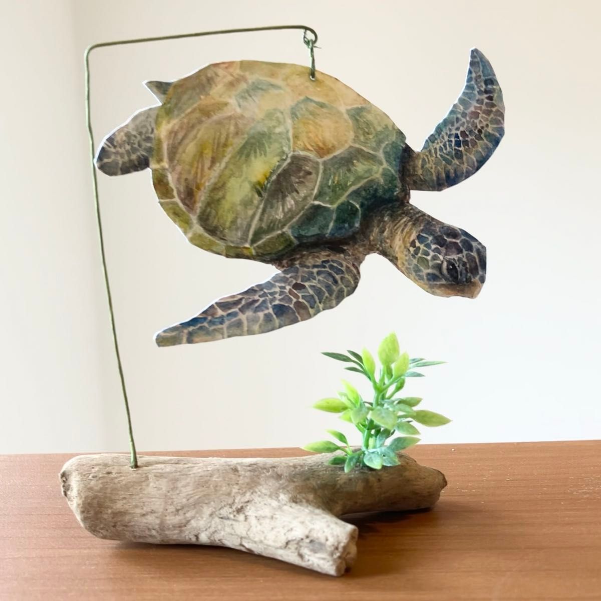 ウミガメ 剥製 海亀 全長64cm|Yahoo!フリマ(旧PayPayフリマ) ウミガメ 剥製 海亀 全長64cm|Yahoo!フリマ(旧PayPayフリマ)