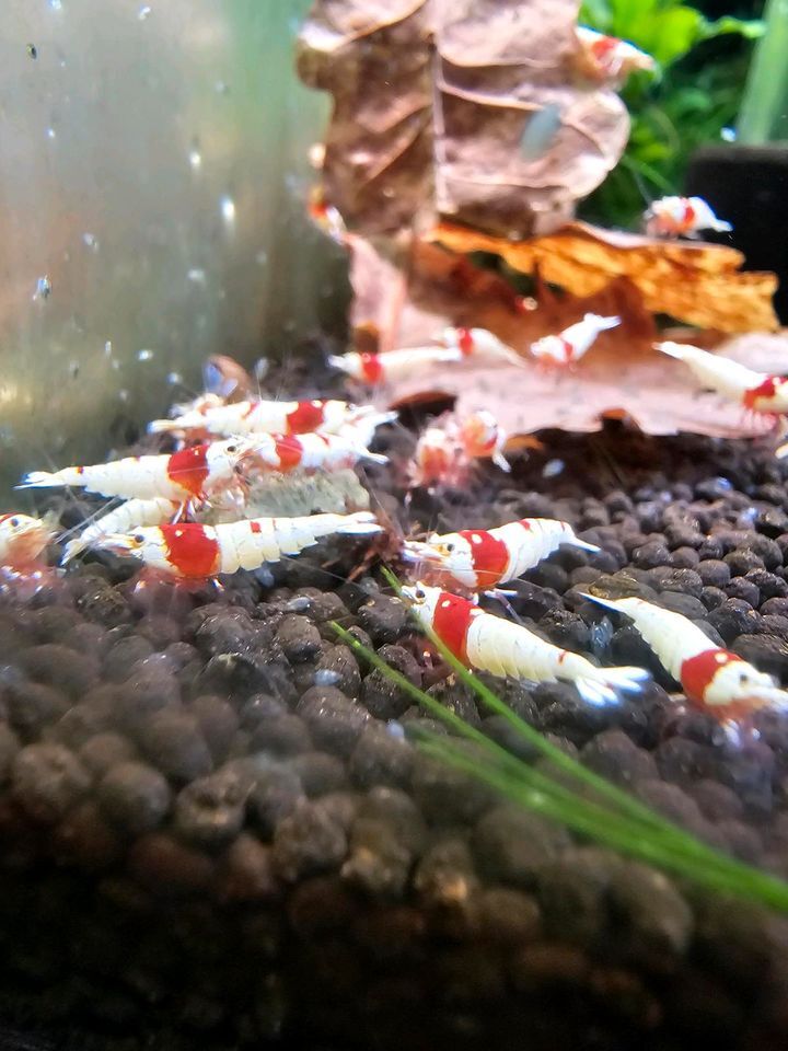 *9/24 shipping limitation (pick up) super sale Red Bee Shrimp 30 pcs 