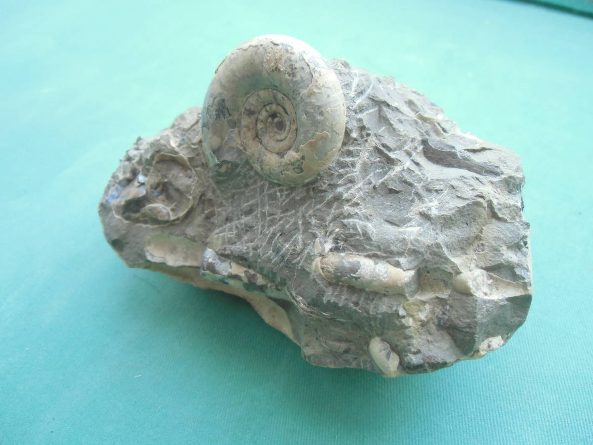ヤフオク 北海道 化石 ホワイトアンモナイト ヤフオク 北海道 化石 ホワイトアンモナイト