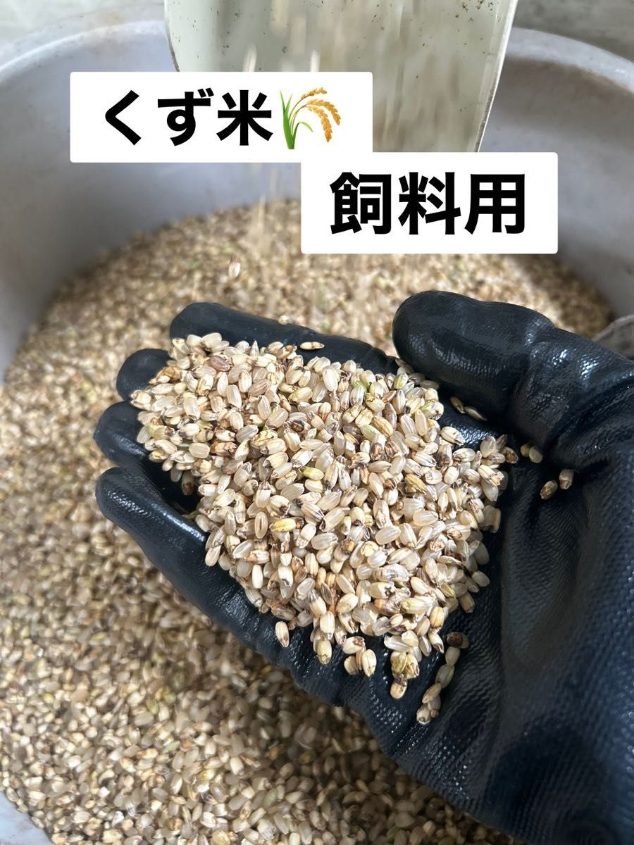 令和6年度産 くず米(玄米) 20kg⑨ 令和6年 クズ米 くず米 玄米 飼料用 20kg|Yahoo!フリマ(旧