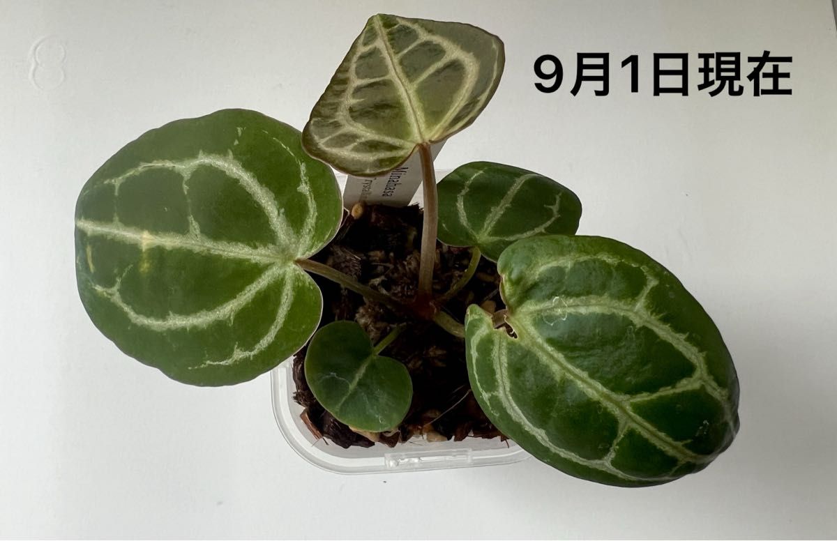 Anthurium アンスリウム ミナハサ × NSE レッドクリスタリナム Anthurium アンスリウム ミナハサ × NSE レッドクリスタリナム