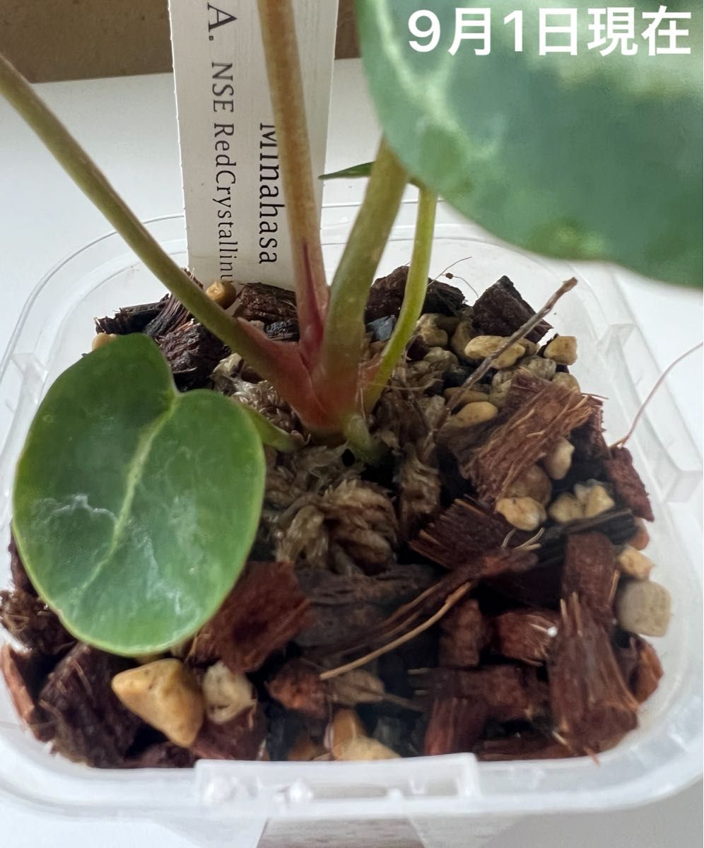 Anthurium アンスリウム ミナハサ × NSE レッドクリスタリナム Anthurium アンスリウム ミナハサ × NSE レッドクリスタリナム