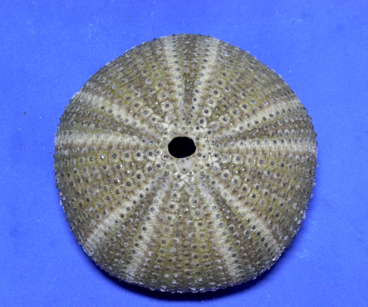 ウニの標本 Sphaerechinus granularis 63mm.Spain _画像1