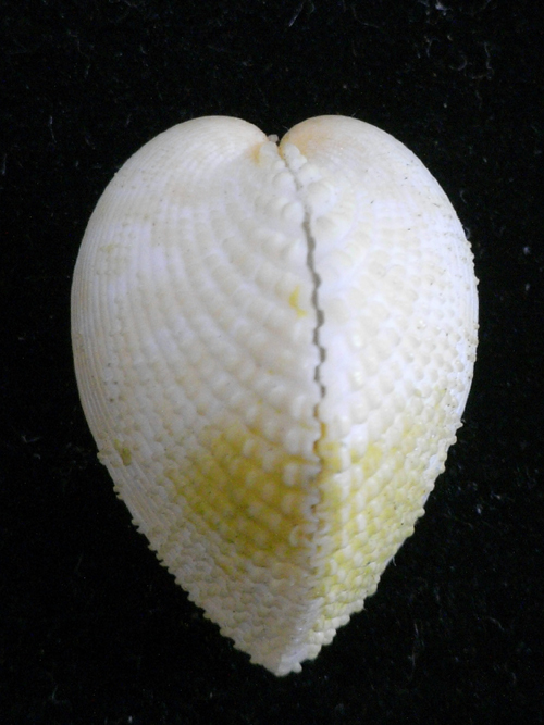  раковина моллюска     образец  Fragum fragum 22mm.