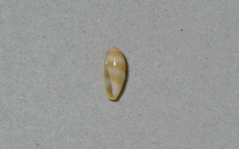  раковина моллюска     образец  Volcarina philippinarum 13mm.