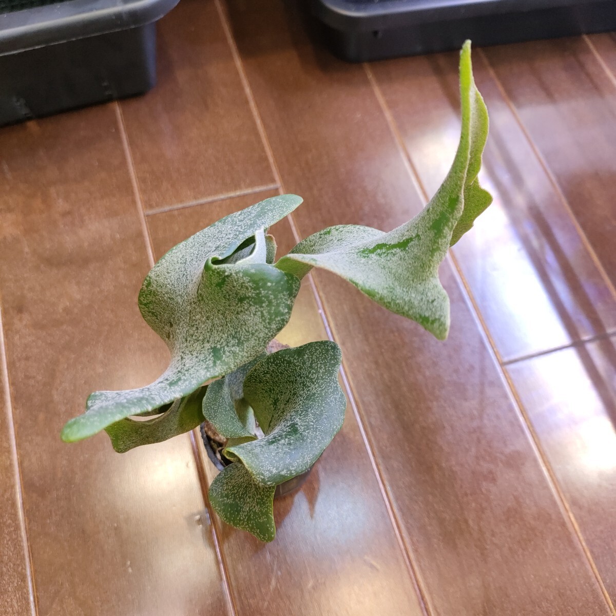 ビカクシダginka spore ビカクシダginka spore