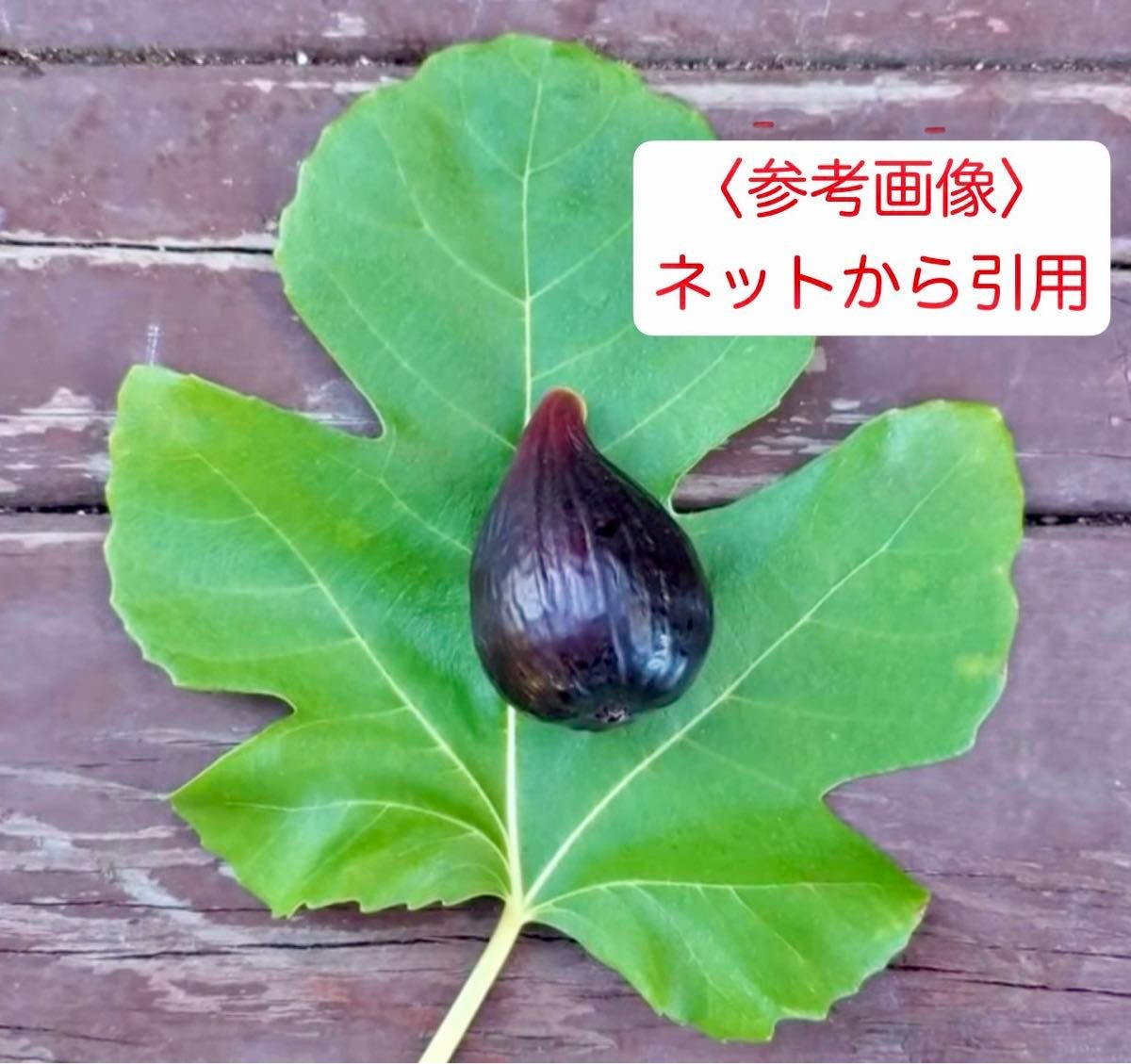 いちじく Black Beauty10取り木苗超希少|果樹 いちじく Black Beauty10取り木苗超希少|果樹