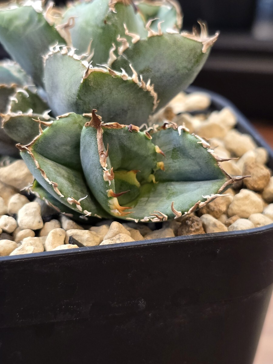 アガベ チタノタ 毒蛇 Berurin産 子株 検索 Agave Titanota 大白 アガベ チタノタ 毒蛇 Berurin産 子株 検索 Agave Titanota 大白