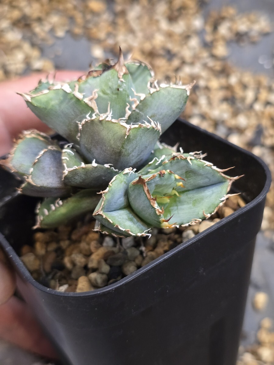 アガベ チタノタ 毒蛇 Berurin産 子株 検索 Agave Titanota 大白 アガベ チタノタ 毒蛇 Berurin産 子株 検索 Agave Titanota 大白