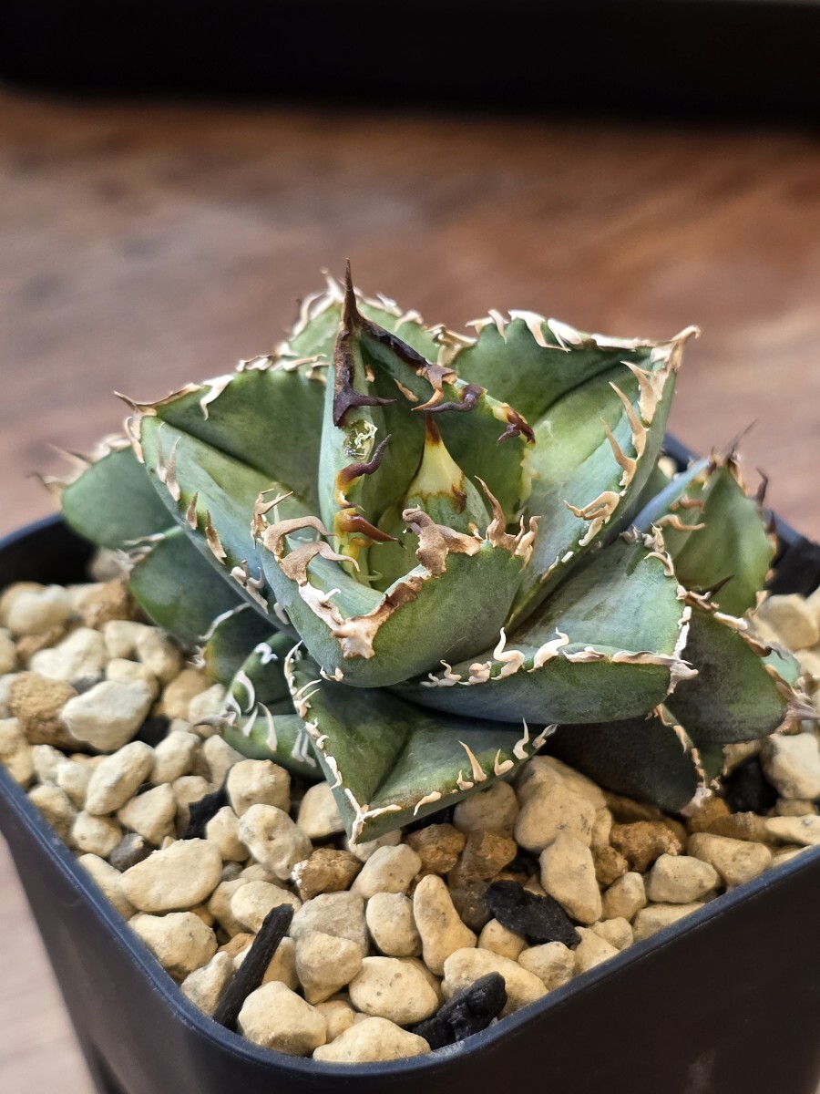 アガベ チタノタ 毒蛇 Berurin産 子株 検索 Agave Titanota 大白 アガベ チタノタ 毒蛇 Berurin産 子株 検索 Agave Titanota 大白