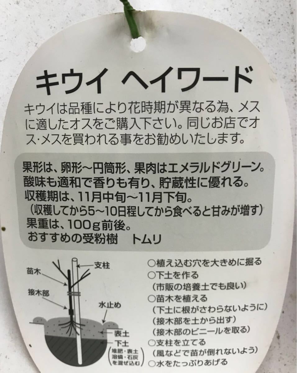 ヤフオク キウイフルーツ ヘイワード トリム 雌雄苗木 ヤフオク キウイフルーツ ヘイワード トリム 雌雄苗木