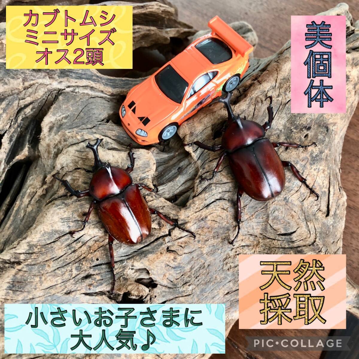 大特価 天然採集 美個体 超かわいいミニサイズカブトムシ♂2頭 大特価 天然採集 美個体 超かわいいミニサイズカブトムシ♂2頭