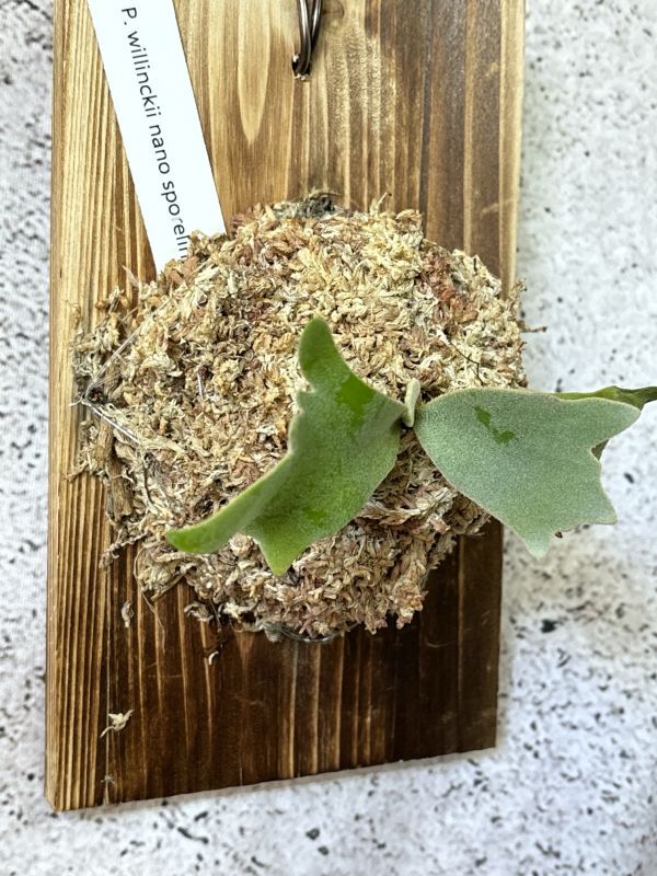 Frontier Plants】【現品】ビカクシダ・ウィリンキー・ナノ 胞子 Frontier Plants】【現品】ビカクシダ・ウィリンキー・ナノ 胞子