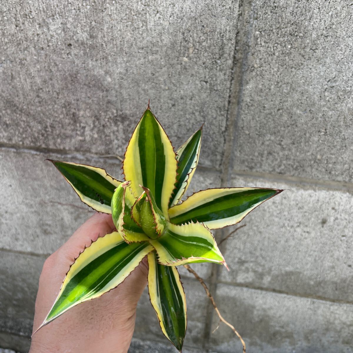 アガベ 五色万代 多肉植物 Agave ローファンサ 子株(アガベ アガベ 五色万代 多肉植物 Agave ローファンサ 子株(アガベ