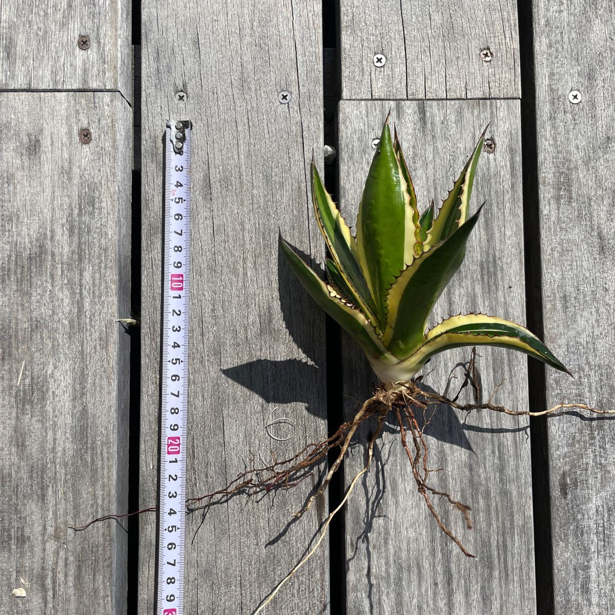 アガベ 五色万代 多肉植物 Agave ローファンサ 子株(アガベ アガベ 五色万代 多肉植物 Agave ローファンサ 子株(アガベ
