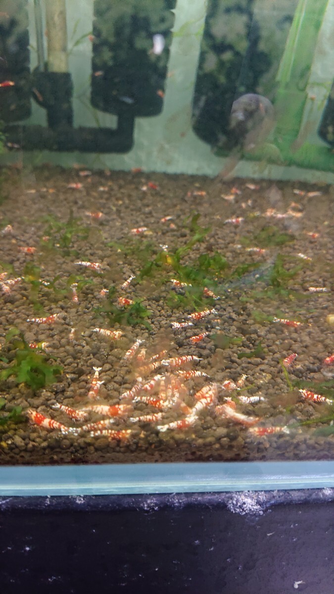  immediately *vu21-3 Victoria .. Random selection out 20 pcs + compensation for 1 pcs =21 pcs 7 month 29 day photographing aquarium Bsss& black . shrimp fancy 