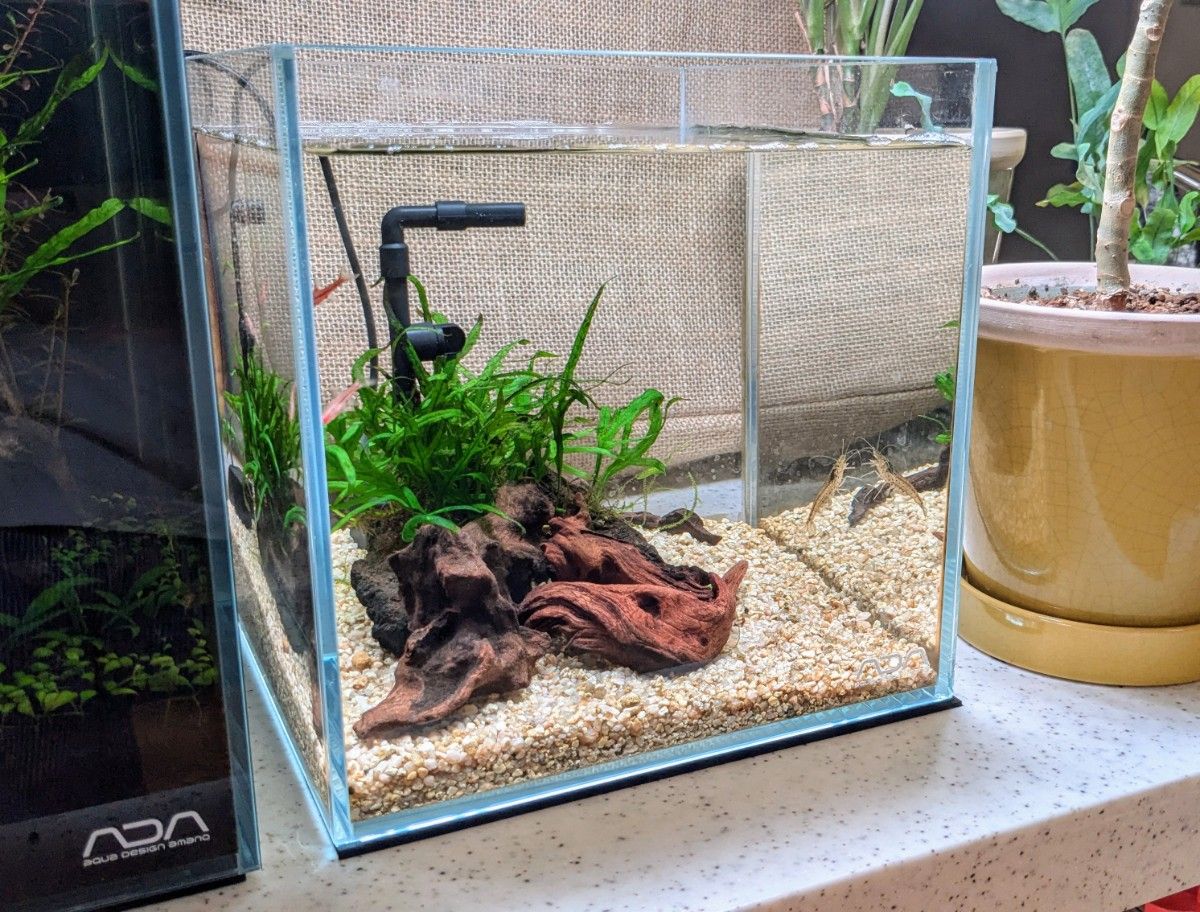ADA 20センチキューブ レイアウト水槽セット|Yahoo!フリマ ADA 20センチキューブ レイアウト水槽セット|Yahoo!フリマ