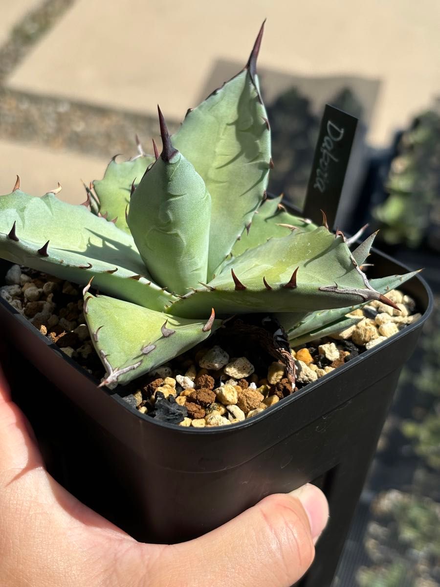 アガベ チタノタ agave titanota ダコタ チタノタ×コロラータ の アガベ チタノタ agave titanota ダコタ チタノタ×コロラータ の