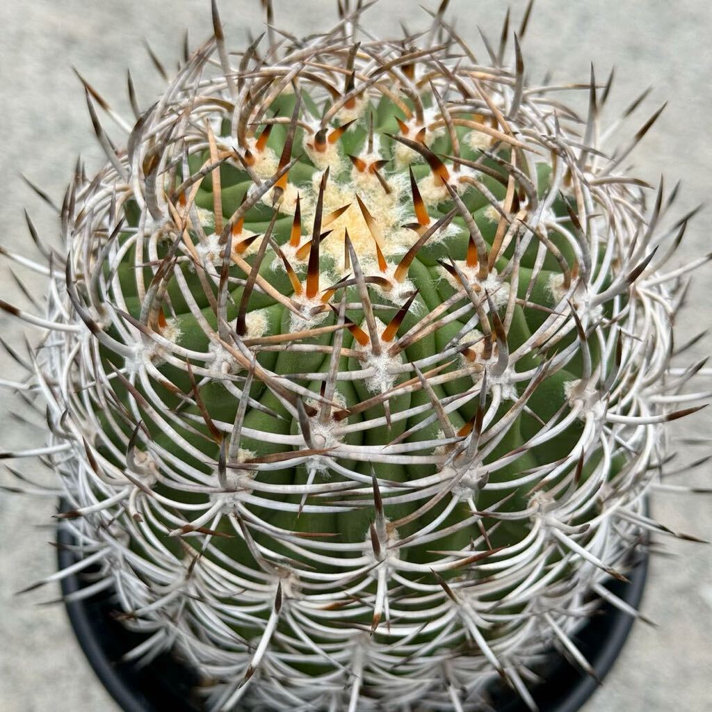 1 エリオシケ アウラータ アルガロベンシス Eriosyce aurata algarrobeasis HNS0089 台付き・ サボテン 多肉植物 