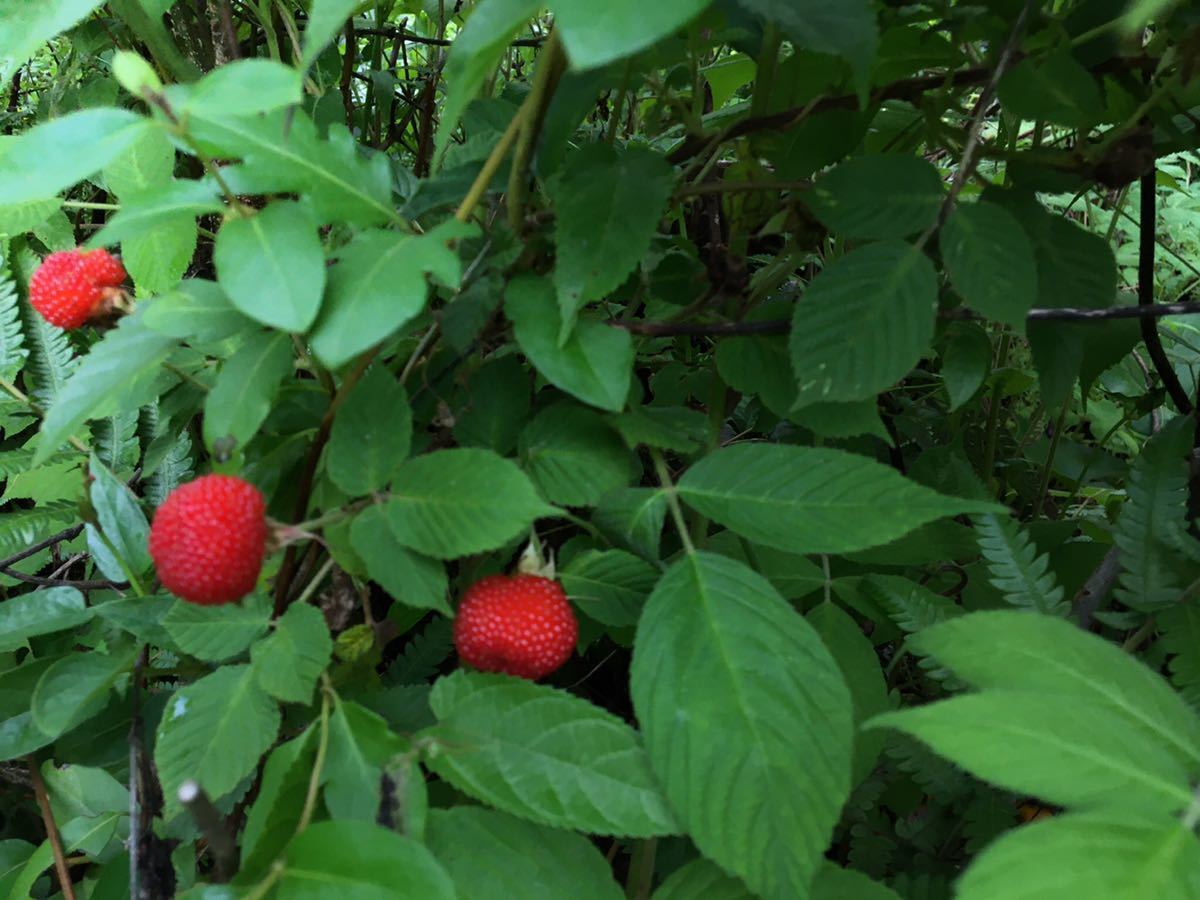 item_image_3