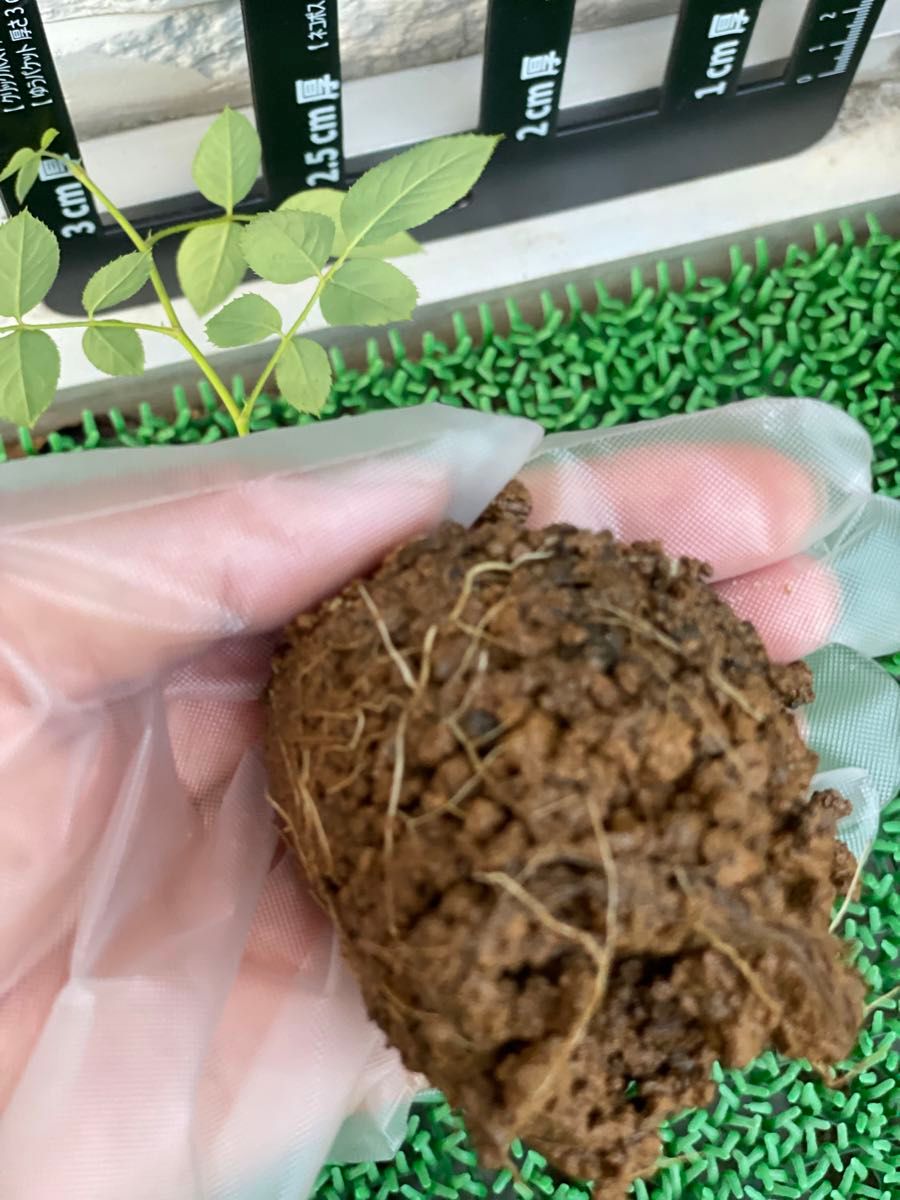 1-和バラ 入手困難バラ 希少薔薇苗 切り花品種 挿し木 バラ 1-和バラ 入手困難バラ 希少薔薇苗 切り花品種 挿し木 バラ