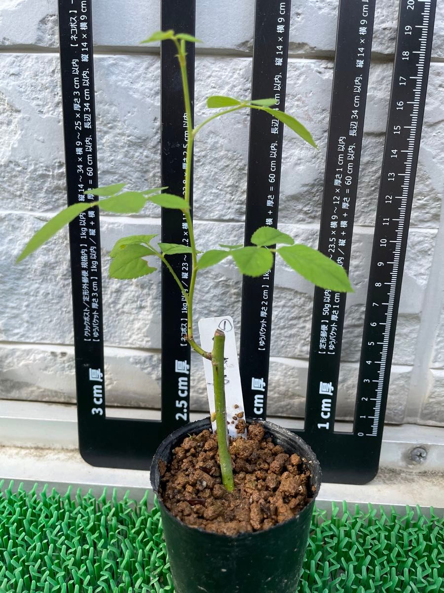 1-和バラ 入手困難バラ 希少薔薇苗 切り花品種 挿し木 バラ 1-和バラ 入手困難バラ 希少薔薇苗 切り花品種 挿し木 バラ