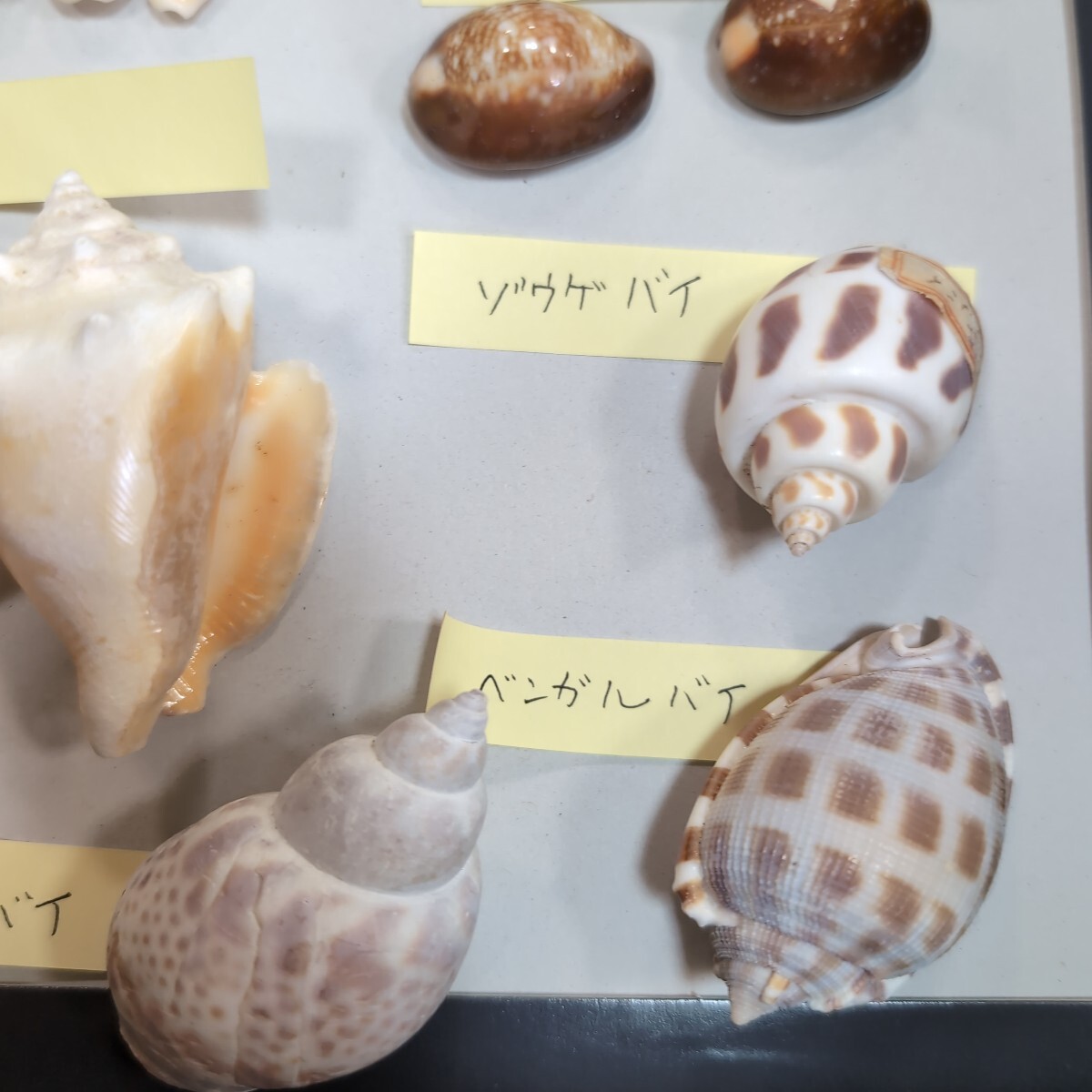 貝 大量 51点 まとめ 貝殻 巻貝 置物 標本 コレクション 詳細 貝 大量 51点 まとめ 貝殻 巻貝 置物 標本 コレクション 詳細