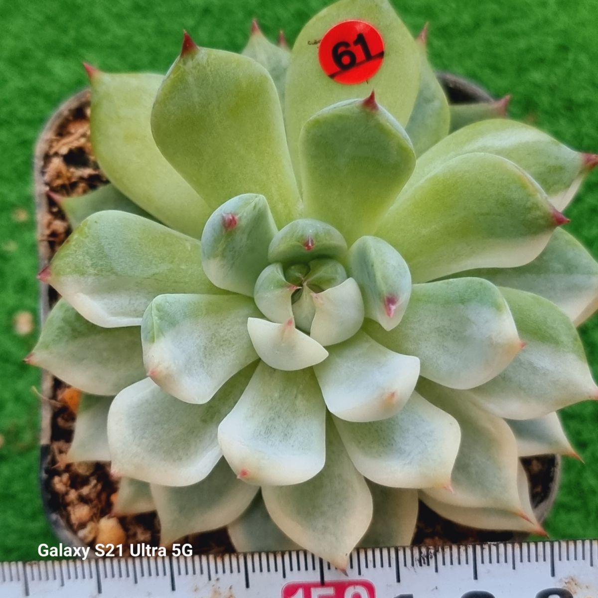 0930発送-R061 チワワ 錦 エケベリア 無料発送 韓国苗 多肉植物 0930発送-R061 チワワ 錦 エケベリア 無料発送 韓国苗 多肉植物