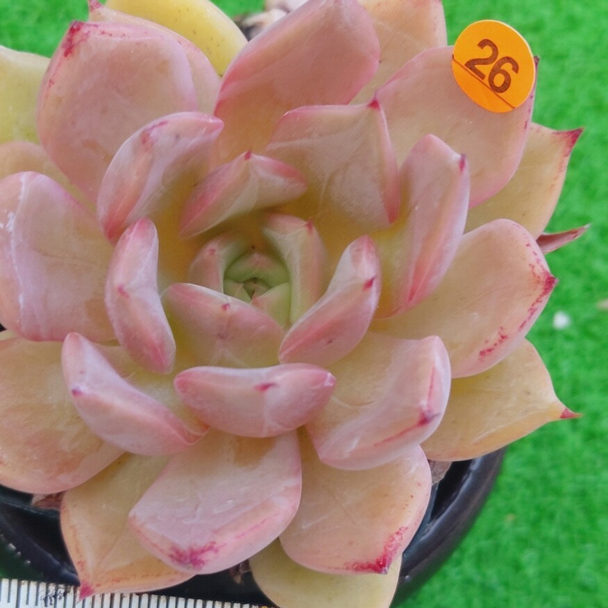 0924 shipping -O026 rose wing ekebe rear free shipping Korea seedling succulent plant 