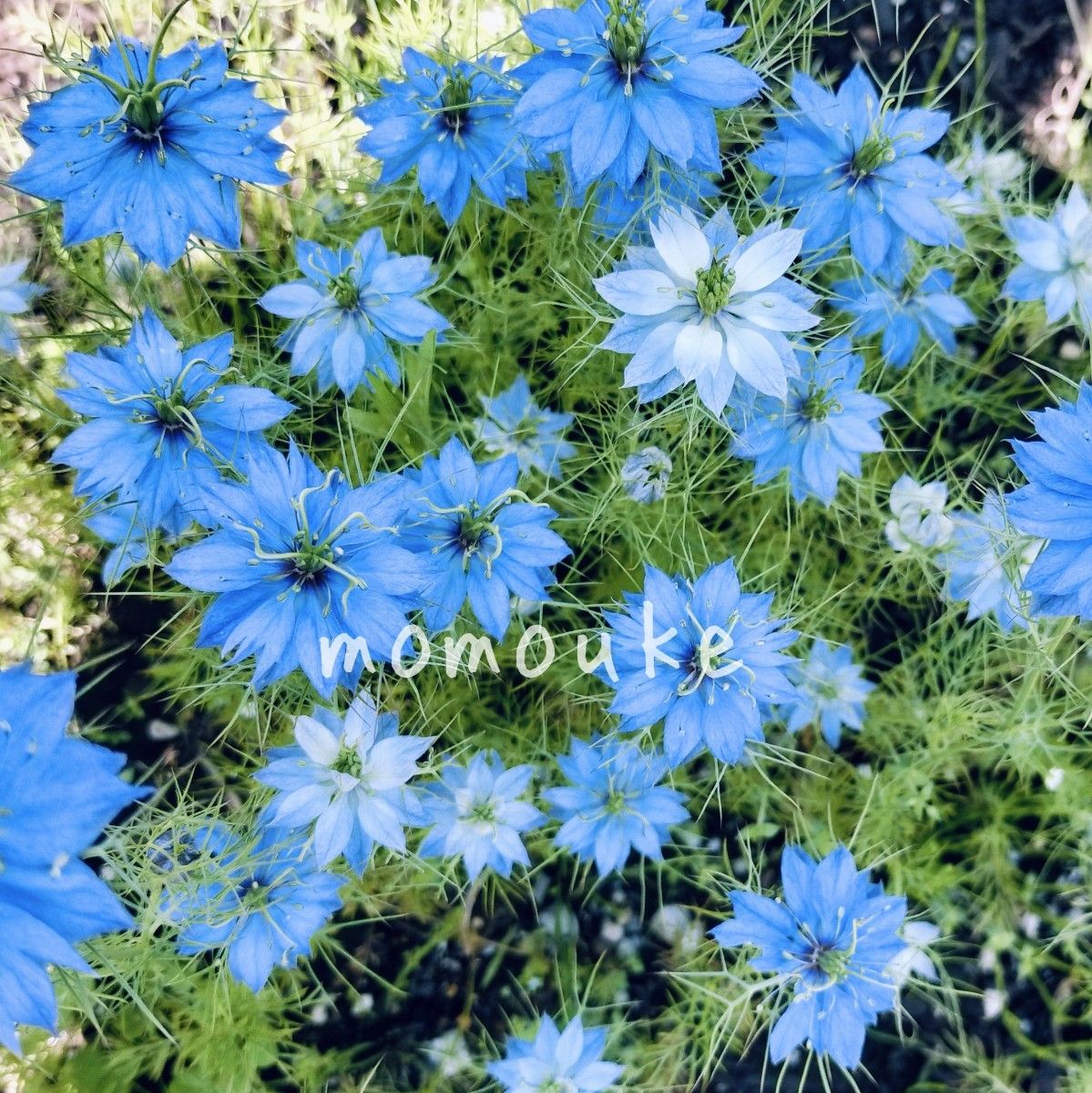 ニゲラ 種300粒 秋まき 花の種|Yahoo!フリマ(旧PayPayフリマ) ニゲラ 種300粒 秋まき 花の種|Yahoo!フリマ(旧PayPayフリマ)