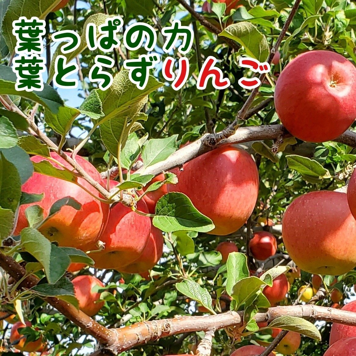 青森県産りんご★サンつがる★減農薬栽培