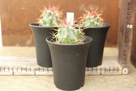 17 サボテン フェロカクタス 鯱頭 Ferocactus cylindraceus syn 17 サボテン フェロカクタス 鯱頭 Ferocactus cylindraceus syn