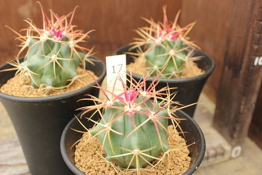 17 サボテン フェロカクタス 鯱頭 Ferocactus cylindraceus syn 17 サボテン フェロカクタス 鯱頭 Ferocactus cylindraceus syn