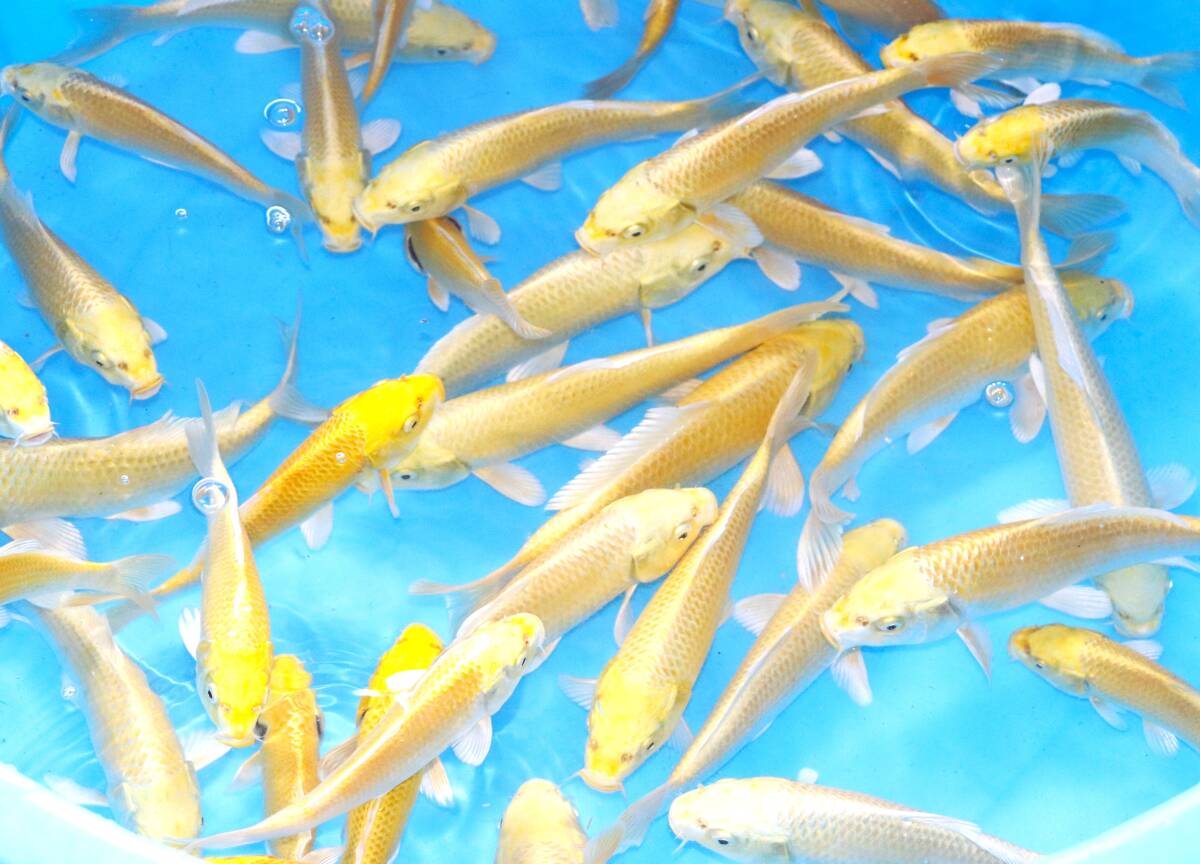 妙高錦鯉 格安当歳魚市 山吹黄金 10 15センチお任せ3匹セット 妙高錦鯉 格安当歳魚市 山吹黄金 10 15センチお任せ3匹セット