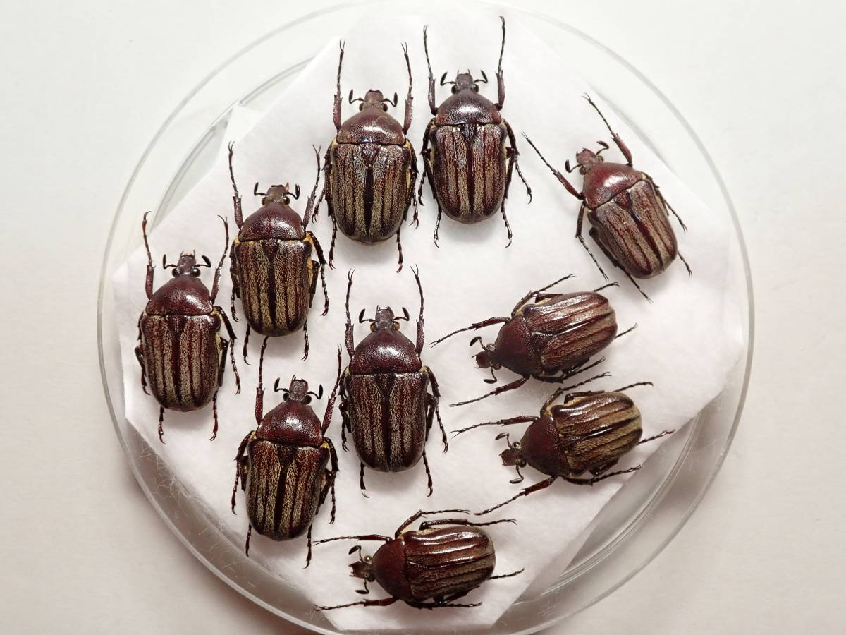 ヤフオク チャイロカナブン宮古島亜種10 昆虫 甲虫 虫 ヤフオク チャイロカナブン宮古島亜種10 昆虫 甲虫 虫