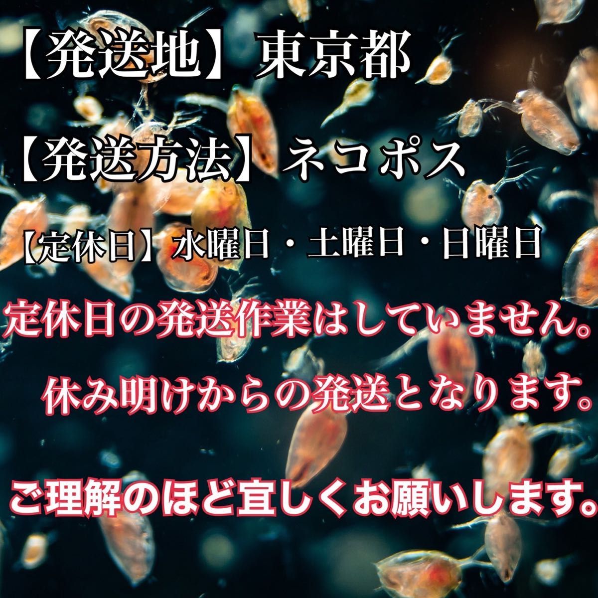 【送料無料】活き タマミジンコ 5g＋α増 約17000匹入り飼育水 メダカ 金魚などの活き餌に 【13時までのご入金で当日発送】