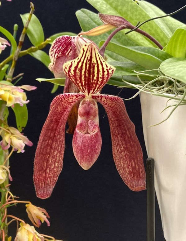 12) 洋蘭 パフィオペディルム 交配種 Paph. Sander's Pride 12) 洋蘭 パフィオペディルム 交配種 Paph. Sander's Pride
