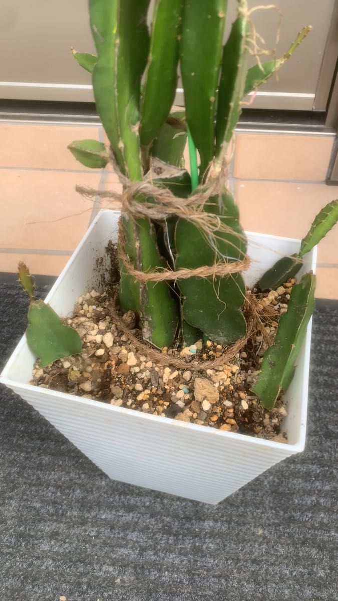 大玉品種ダークスター苗
