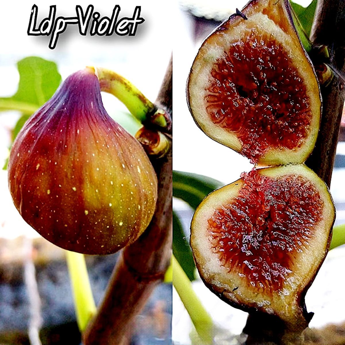 FIG課長 いちじく穂木 Yahoo!オークション - 【Fg2944】超希少 『 LDP violet