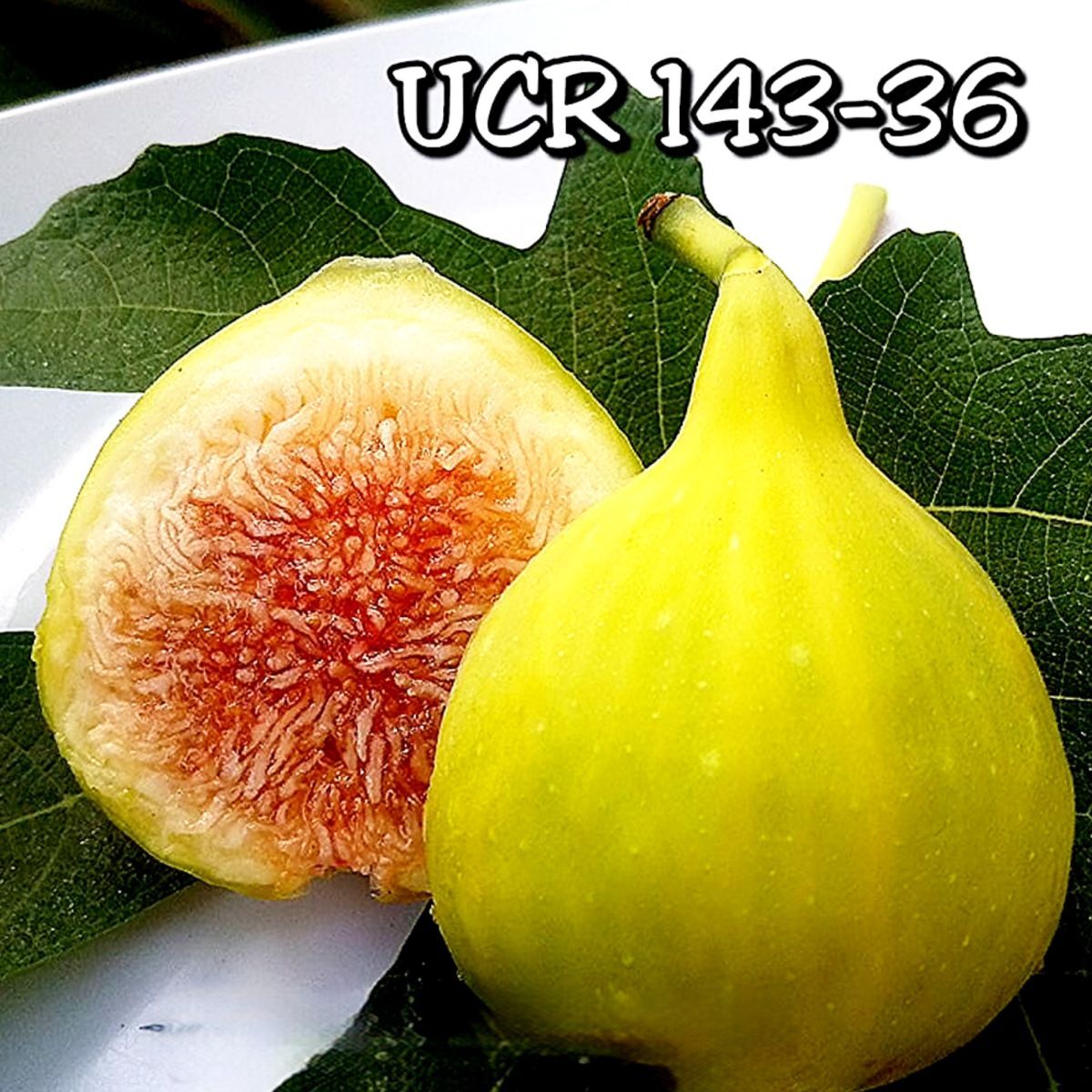 Fg2992 在庫ラスト株 超 Emerald Strawberry Ucr 143-36 Fg2992 在庫ラスト株 超 Emerald Strawberry Ucr 143-36
