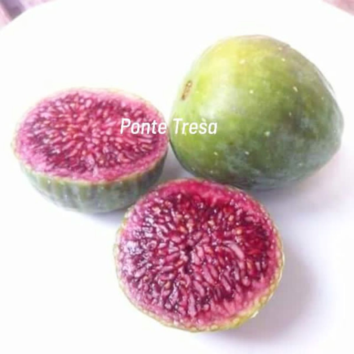 超レア品種! イチジク 穂木 Crema di Fragola Sacred Origin 一 超レア品種! イチジク 穂木 Crema di Fragola Sacred Origin 一