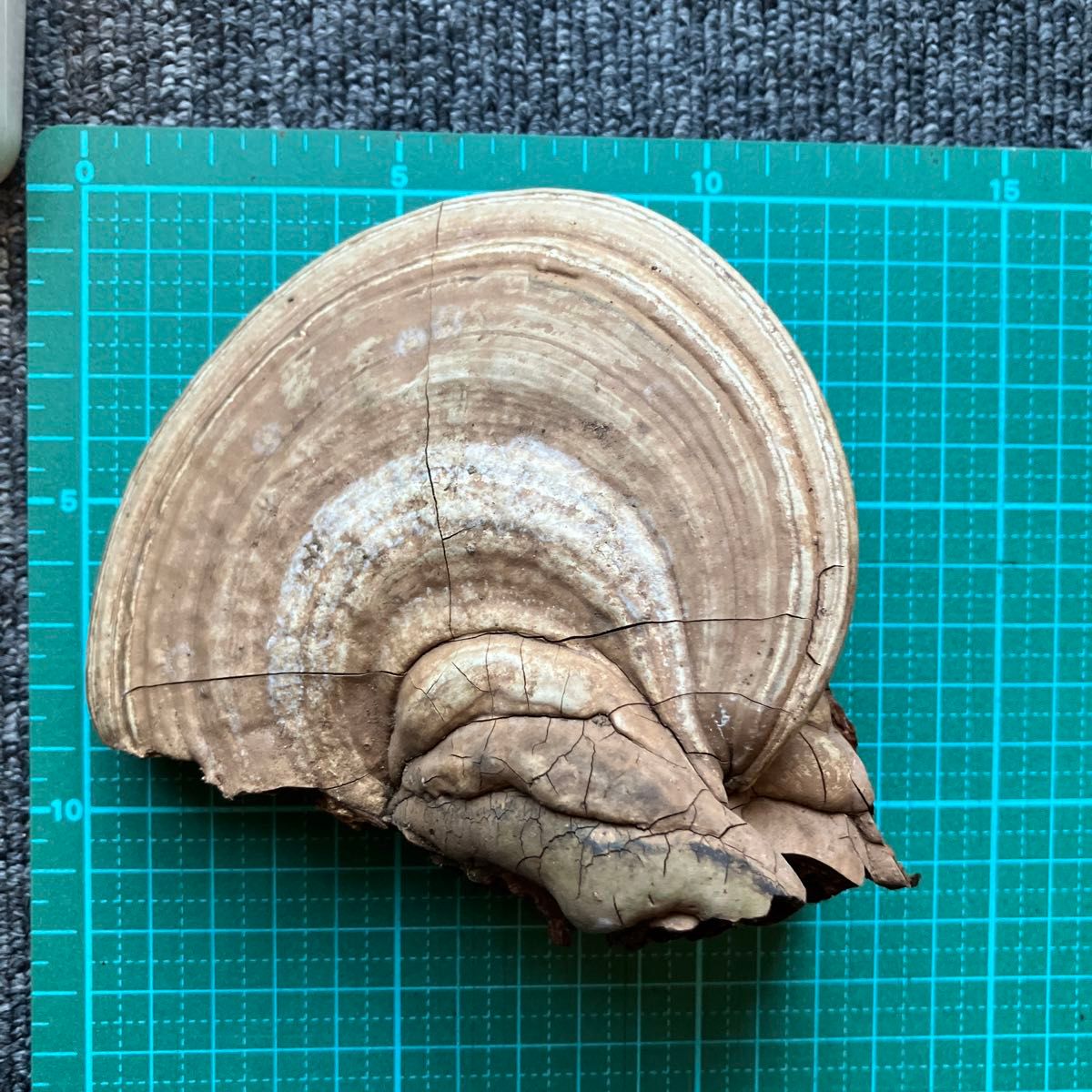 サルノコシカケ 小